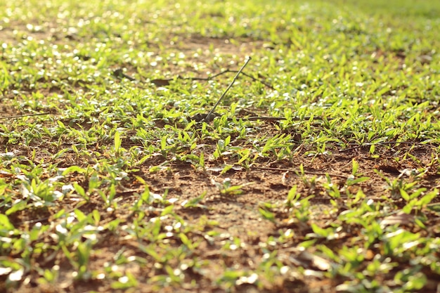 Mening van groen gazon op grond en zonlicht in de ochtend bij de tuin.