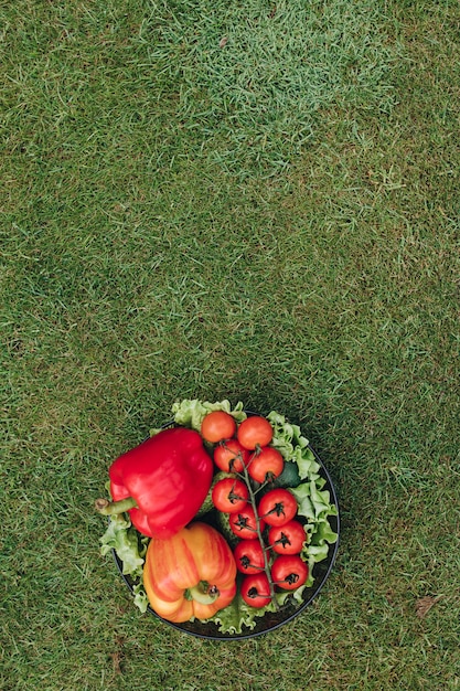 Mening van hierboven van kleurrijke groenten op gras in tuin