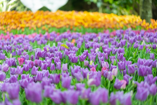 Foto mening van kleurrijke tulibbloem in lentetijd.