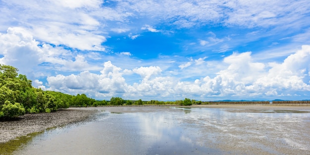 Mening van mangrovebos bij Aarddomein en ForestKlaeng in Prasae, Rayong-provincie, Thailand