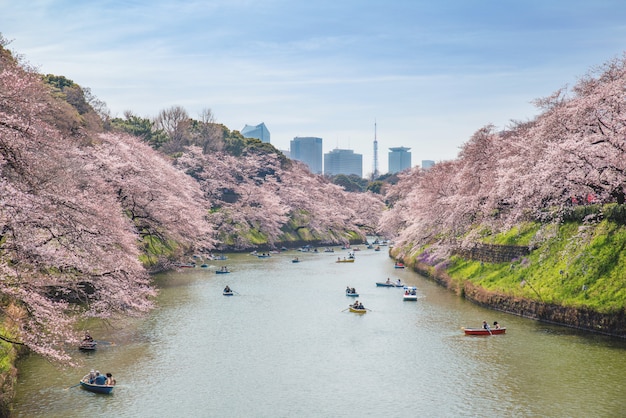 Mening van massieve kers die in Tokyo, Japan als achtergrond in Chidorigafuchi tot bloei komt