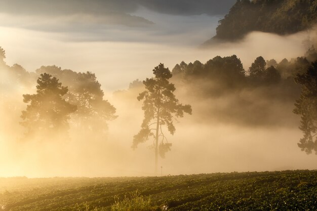 Mening van Ochtendmist bij doi angkhang Berg, Chiang Mai, Thailand