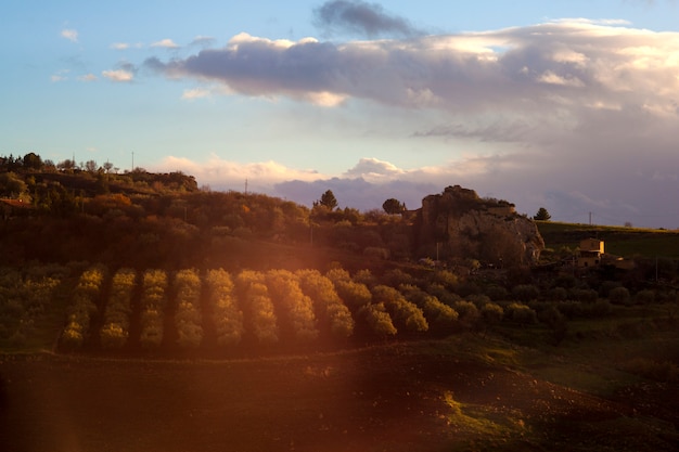 Mening van olijfbosje bij zonsondergang in Leonforte