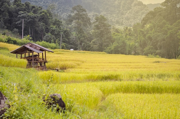 Mening van padieveld in Chaingmai, Thailand