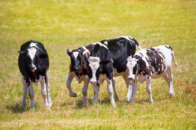 Menorca Friesian-koevee het weiden in groene weide