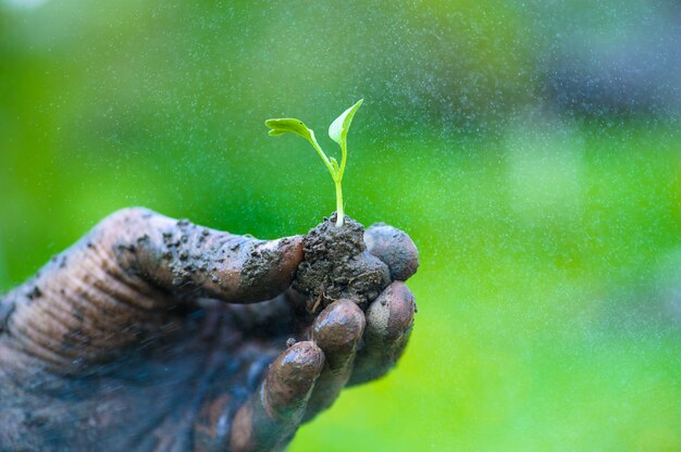 Mens die een groene jonge plant houdt