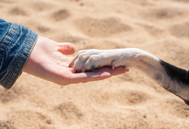 Mens en hond handen schudden