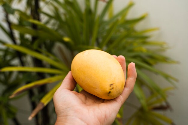 Photo mens hand holding a fresh and ripe mango fruit with a palm tree on background
