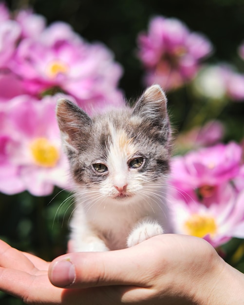 Mens houdt kitten tegen de achtergrond van felroze bloemen in de tuin Gemengd ras kitten