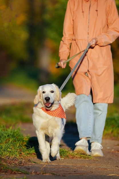 Foto mens in roze regenjas leidt golden retrieverpuppy in een feloranje bandana