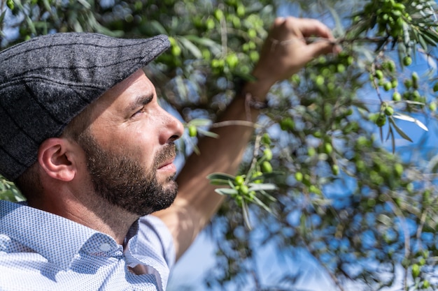 Mens met een baret die op en groene olijven van een boom let plukt