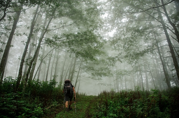 Mens met een rugzak die onder de lange boomboomstammen lopen in het groene bos dat met mist wordt behandeld