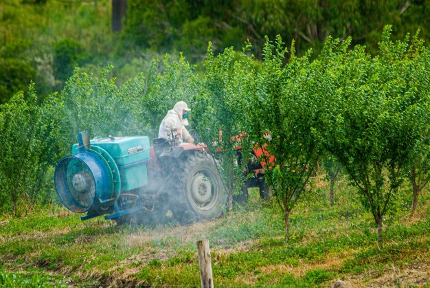 Mens op tractor die landbouwplantage vruchtbaar land bespuiten