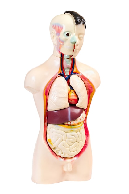 Menselijk anatomiemodel