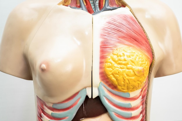 Foto menselijk borstmodel anatomie voor medische opleiding cursus onderwijs geneeskunde onderwijs