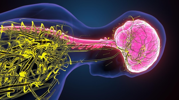 Menselijk brein met zenuwstelsel 3D-illustratie