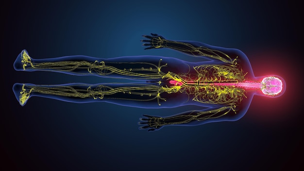 Menselijk brein met zenuwstelsel 3D-illustratie