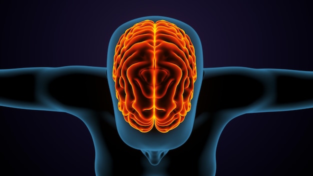 menselijk lichaam hersenen anatomie 3d illustratie