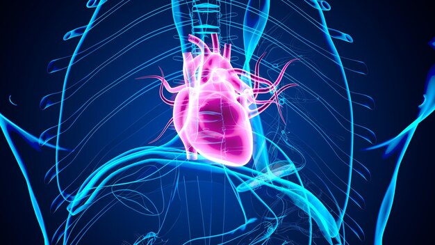 Menselijk lichaam orgaan hart anatomie 3d illustratie