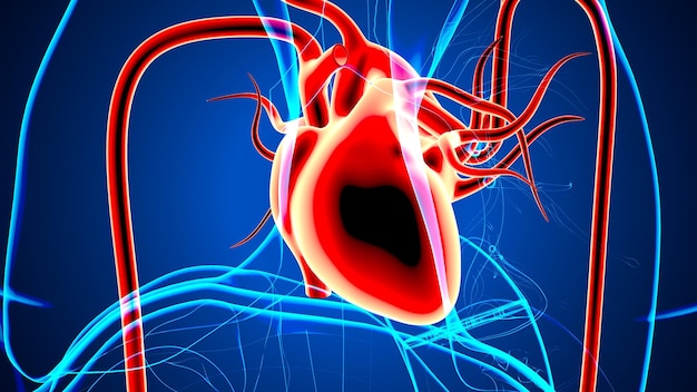 Foto menselijk lichaam orgaan hart anatomie 3d illustratie