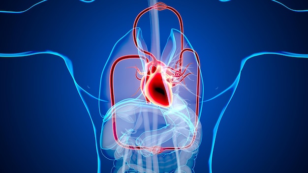 menselijk mannelijk hart bloedsomloopstelsel 3d render