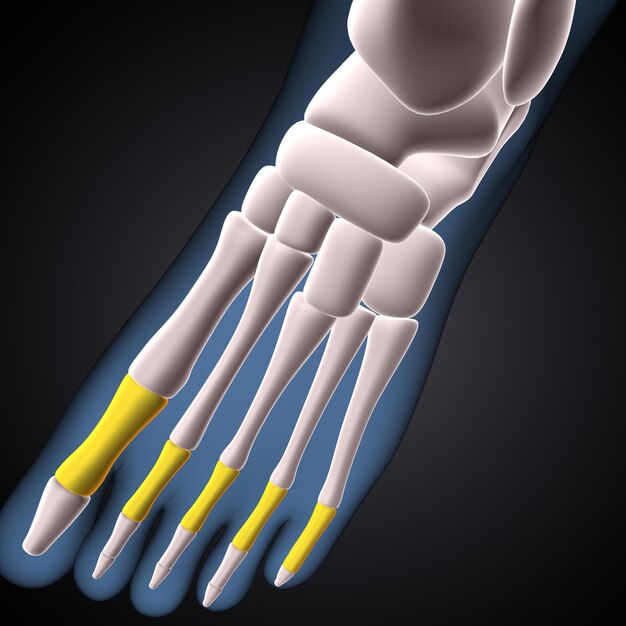 menselijk skelet knie bottenbeen anatomie