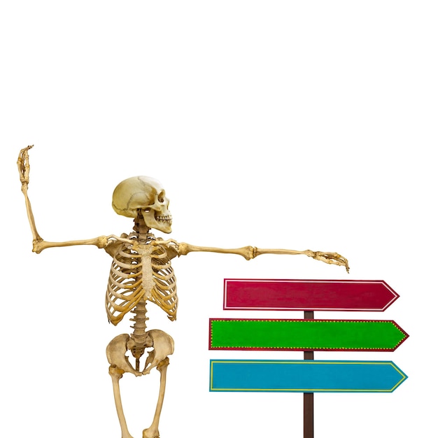 Menselijk skelet met wijzers geïsoleerd op een witte achtergrond
