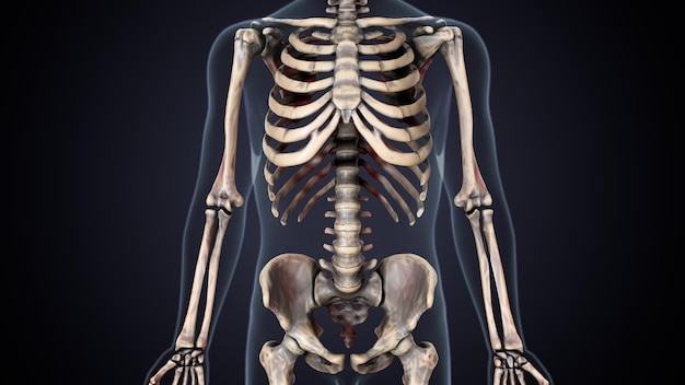 menselijk skelet spineribskneefemur en carpals anatomie systeem 3d illustratie