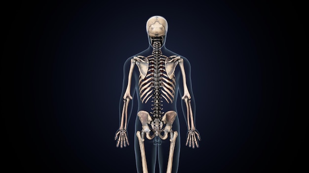 menselijk skelet spineribskneefemur en carpals anatomie systeem 3d illustratie