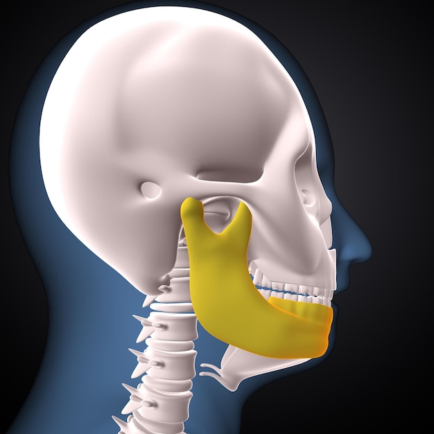 Foto menselijk skelet spineribsternum en radius anatomie 3d render