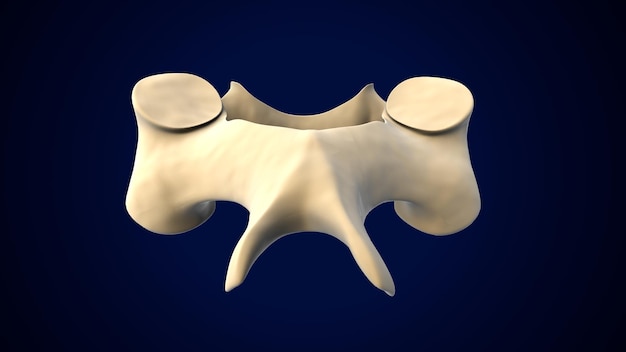 Menselijk skelet Wervelkolom Halswervels Anatomie 3D-illustratie