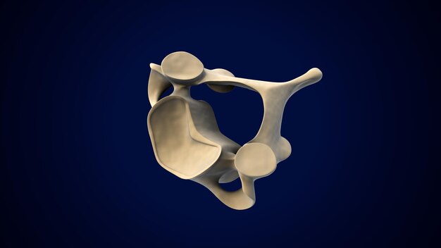 Menselijk skelet Wervelkolom Halswervels Anatomie 3D-illustratie