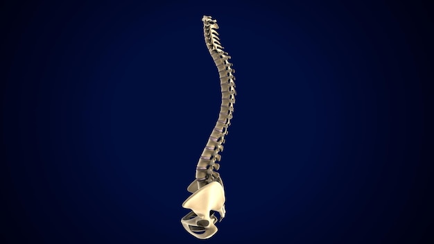 Menselijk skelet Wervelkolom Wervels Anatomie 3D-illustratie