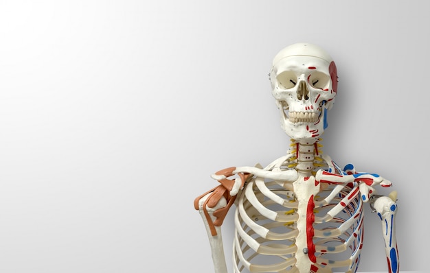 menselijk skeletmodel