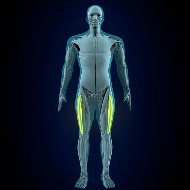 menselijk spieranatomie systeem