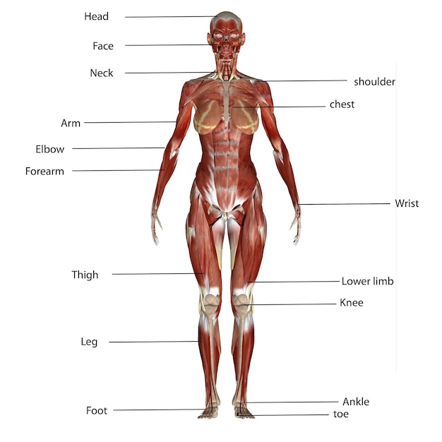 menselijke anatomie 3d illustratie