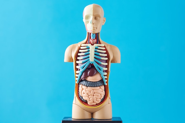 Menselijke anatomie mannequin met interne organen op een blauwe achtergrond