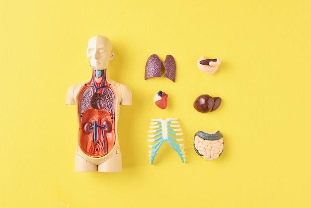 Menselijke anatomie mannequin met interne organen