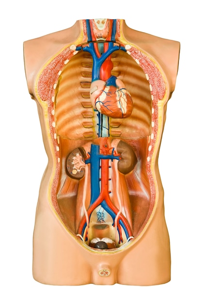 Foto menselijke anatomie