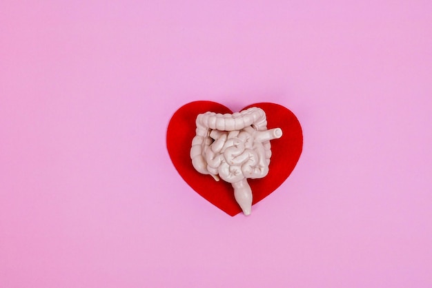 Menselijke darmen orgel op hartvorm achtergrond gezondheid darmen zorg bewustzijn zorg gezondheid gezonde darmflora darm