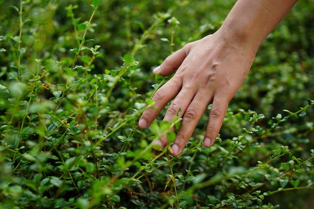 menselijke hand die de natuur aanraakt