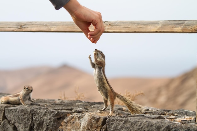 Menselijke hand die een eekhoorn voedt in een droog rotslandschap