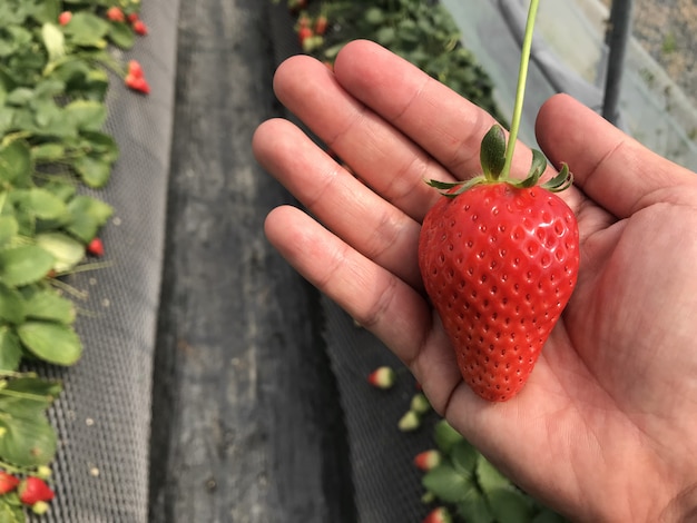 Menselijke hand die een Rode rijpe aardbei oogst