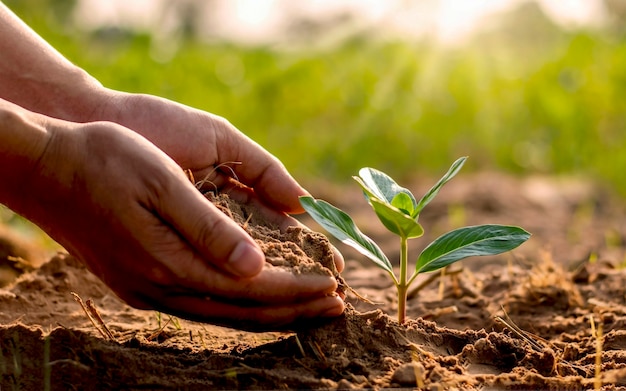 menselijke hand die een zaailing vasthoudt, inclusief het planten van de zaailingen