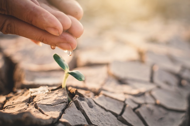 Menselijke hand drenken beetje groene plant op spleet droge grond