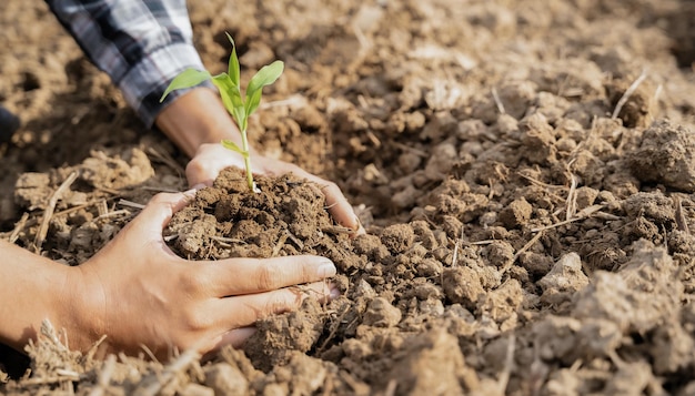 Menselijke Handen Aanplant Van Jonge Groene Planten