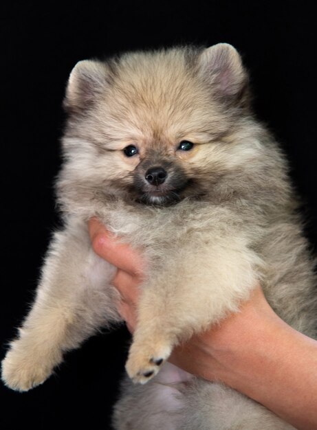 Menselijke handen houden een pluizige grijze spitz-puppy op een zwarte achtergrond, de puppy kijkt naar de camera