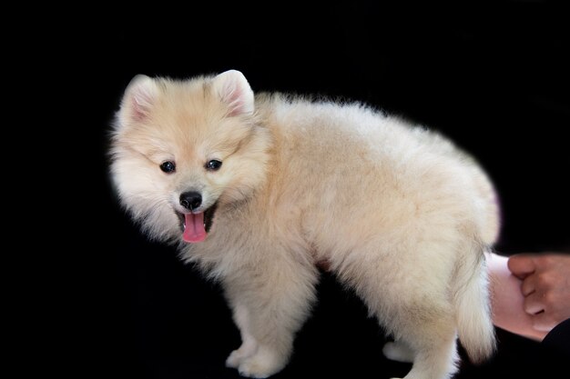 Menselijke handen houden een pluizige witte Spitz-puppy op een zwarte achtergrond, de puppy staat en kijkt naar de camera en toont de tong