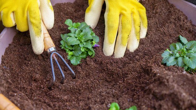 Menselijke handen in gele handschoenen planten zaailing met kleine tuinhark in de grond