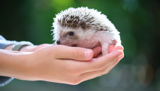 Menselijke handen met een klein afrikaans egelhuisdier buitenshuis op een zomerdag Gedomesticeerde dieren houden en voor huisdieren zorgen concept